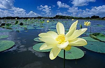 腾讯手游《玄中记》宣布停服 公测至今不到一年